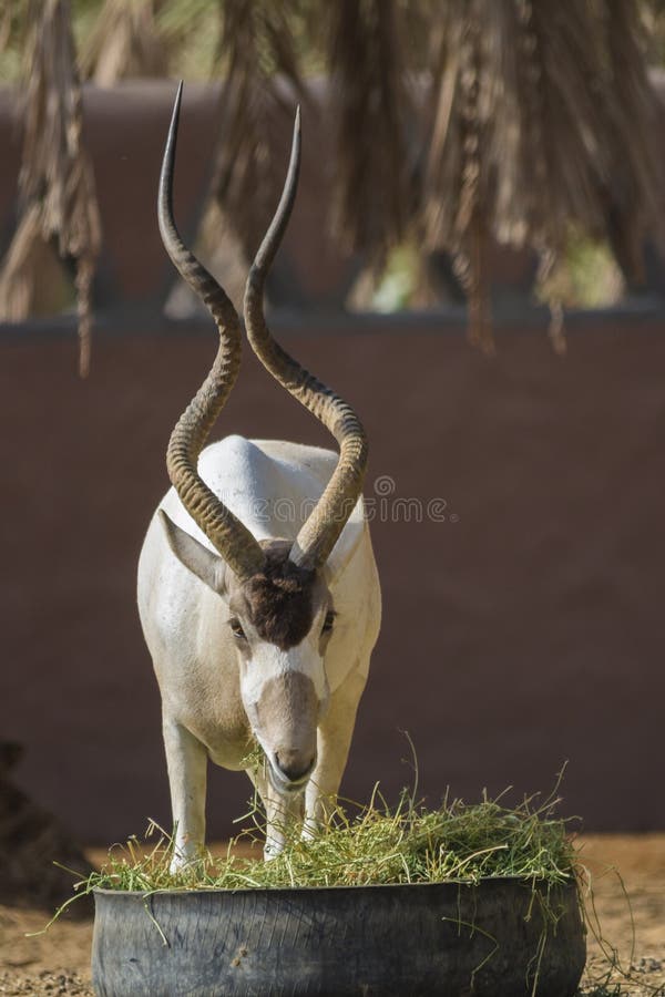White Antelope, Addax stock photo. Image of addax, endangered 5220452