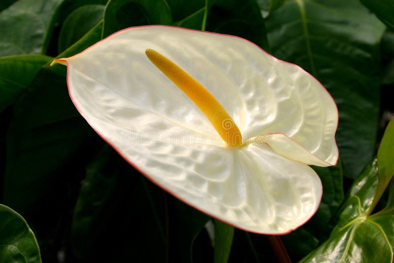 White anthurium stock photo. Image of heart, tropical, flower - 808392