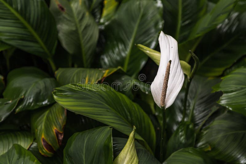 White Anthurium Flowers in Garden. Stock Photo Image of blossom