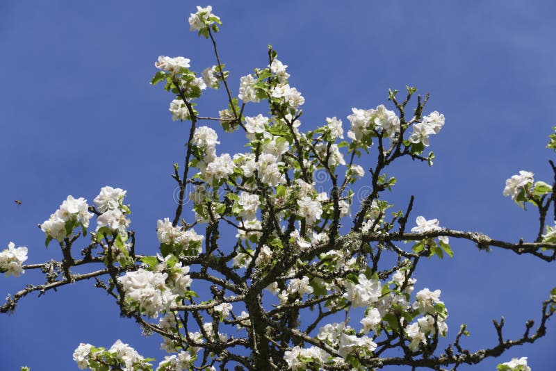 White Apple Blossom In The Tree With Blurred Background Stock Image Image Of Bloom Blurred White Apple Blossom In The Tree With Blurred Background Stock Image Image Of Bloom Blurred