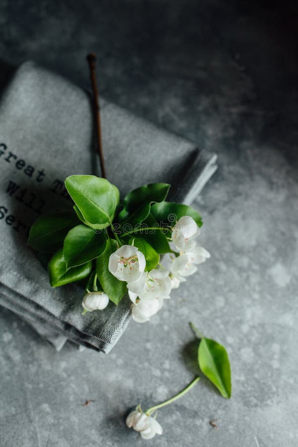 White Apple blossoms with green leaves on a gray background royalty free stock photography White Apple blossoms with green leaves on a gray background royalty free stock photography