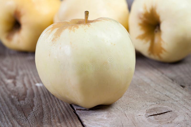 White apple on the tree stock photo. Image of light, round 44504498