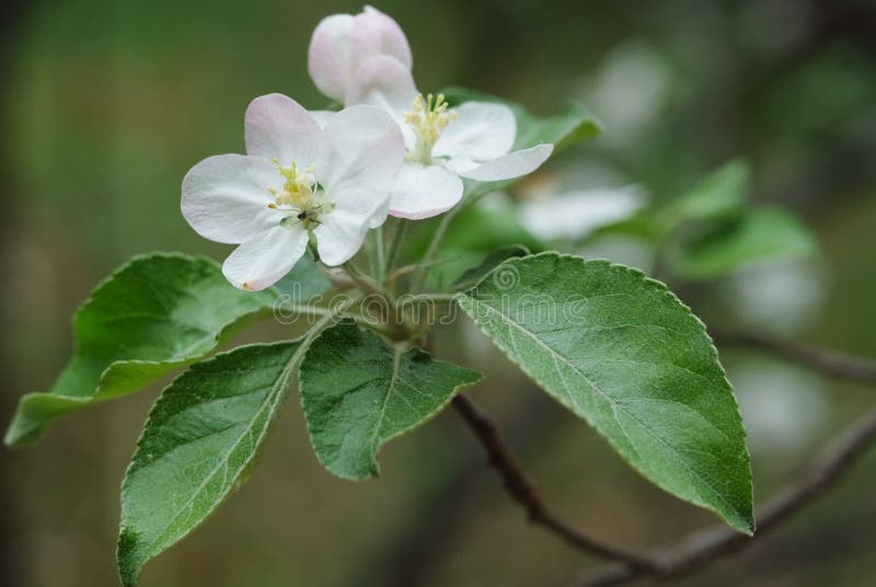 White apple tree blossom stock photo. Image of blooming 180431966