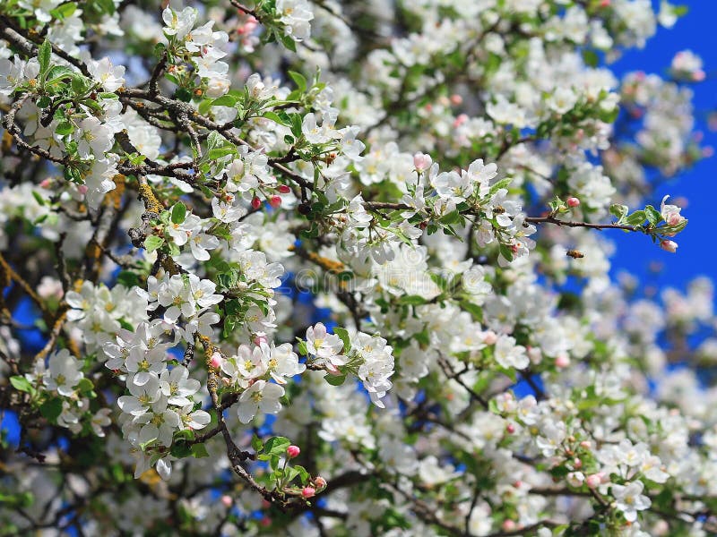 White apple tree blossoms stock image. Image of colored 93532851