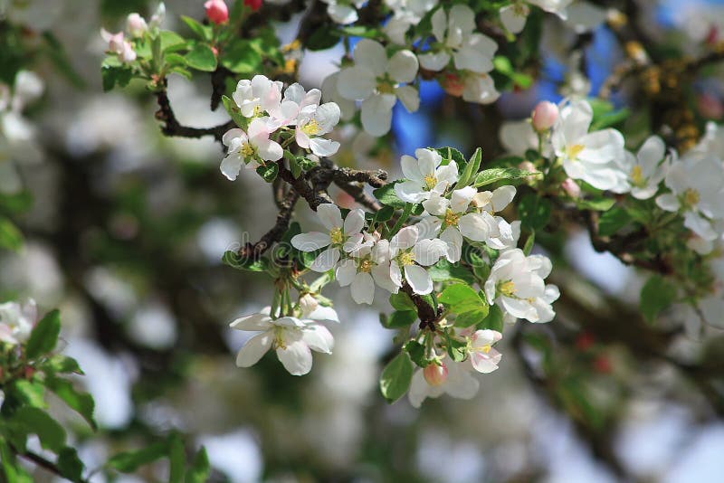 White apple tree blossoms stock photo. Image of life 93536308