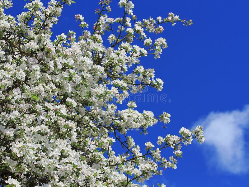 White apple tree blossoms stock photo. Image of home 93532730