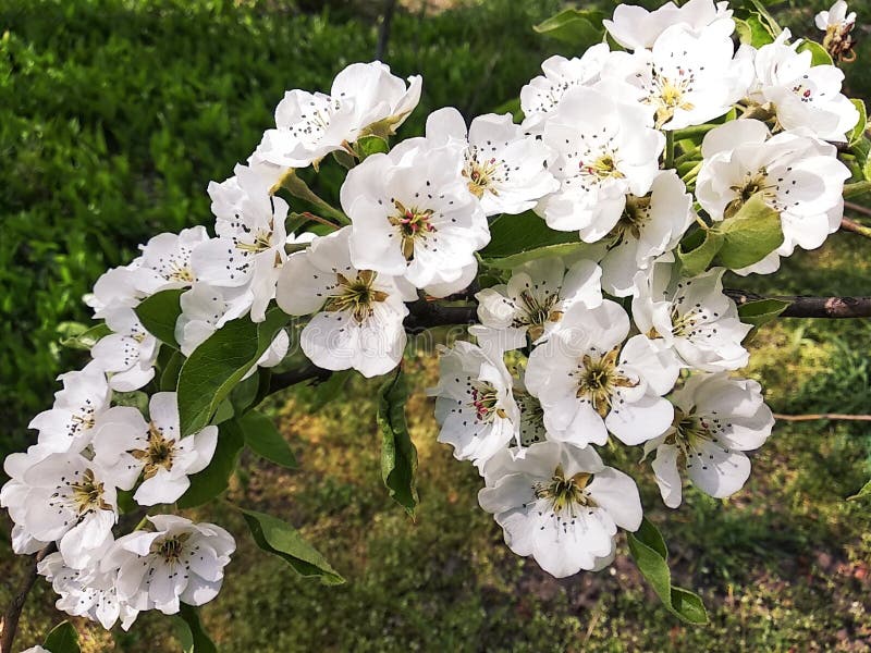 White april flowers stock photo. Image of white, nature 206805914