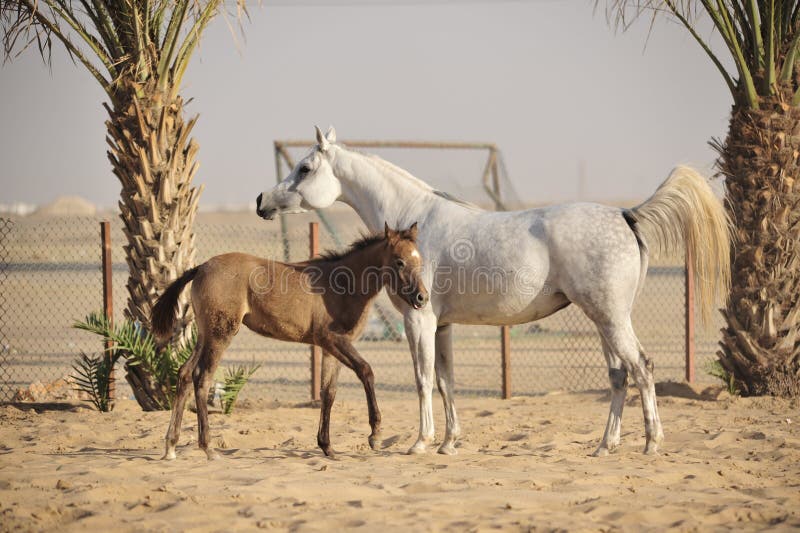 White arabian horse