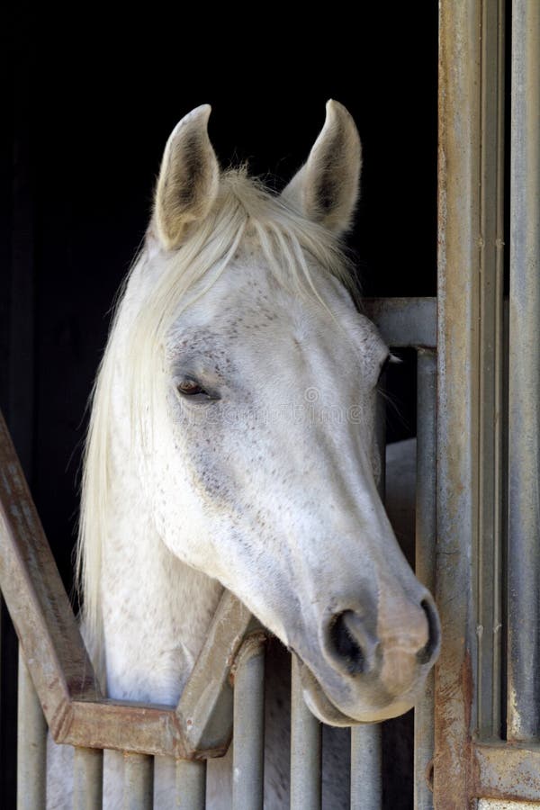 White Arabian Horse Closeup