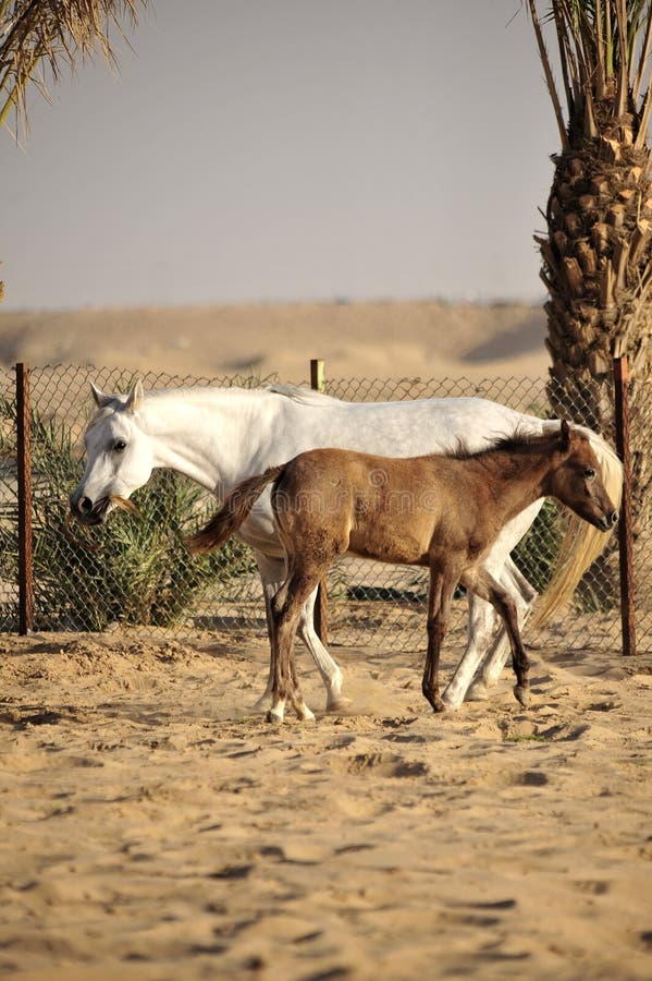 White arabian horse with colt