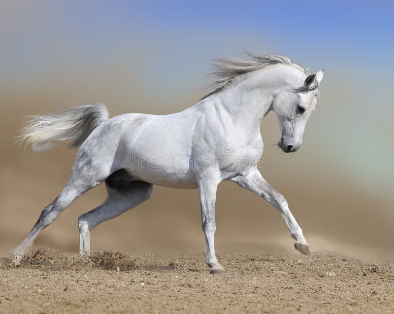 White arabian horse runs gallop in dust desert