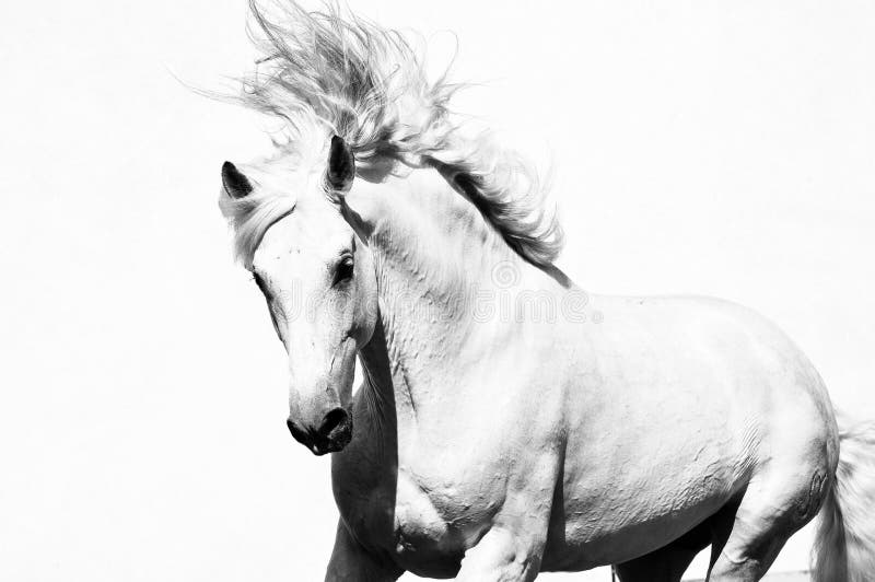 White arabian horse stallion isolated