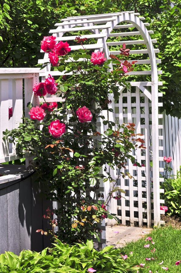 Red Rose Trellis stock image. Image of blossom, graceful - 964729