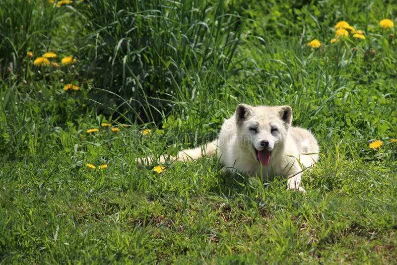 White arctic fox stock photo. Image of white, foxes, nature - 40996408