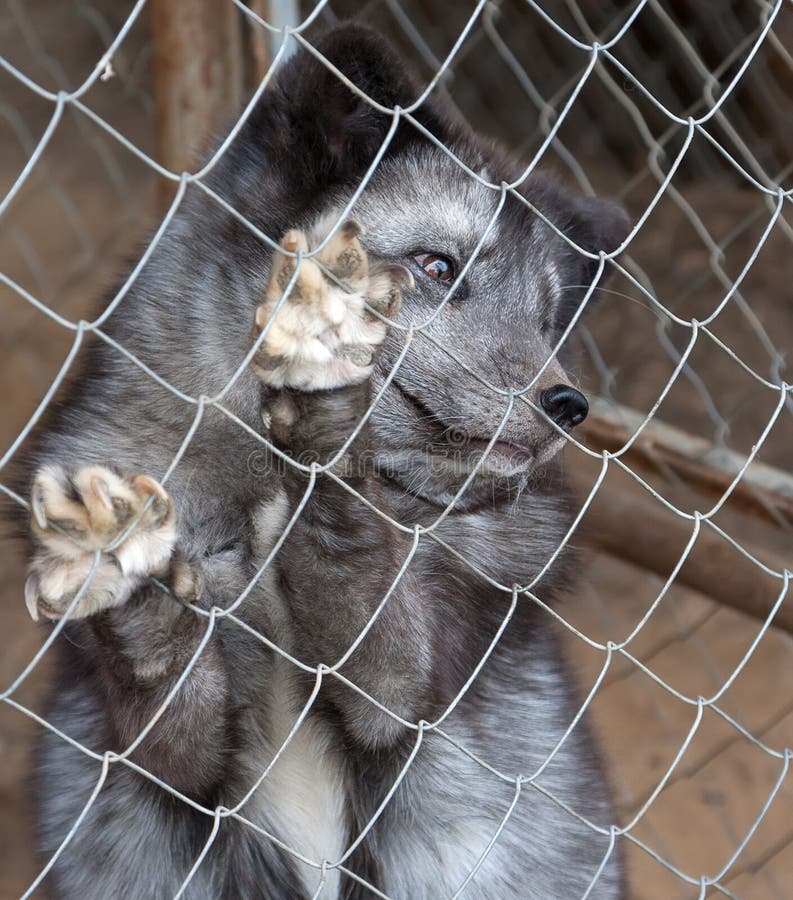 White Arctic Fox Sitting in Cage Behind Bars. Stock Photo - Image of animal,  mammals: 117292016