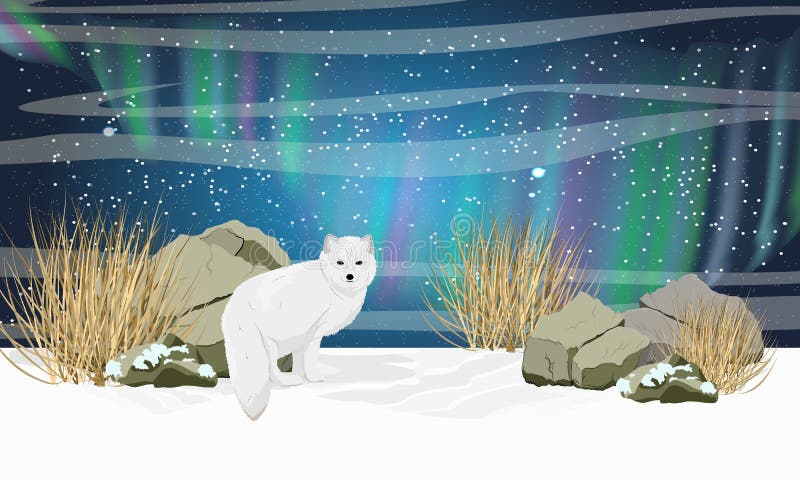 Arctic Fox Stock Illustrations 1 002 Arctic Fox Stock Illustrations Vectors Clipart Dreamstime