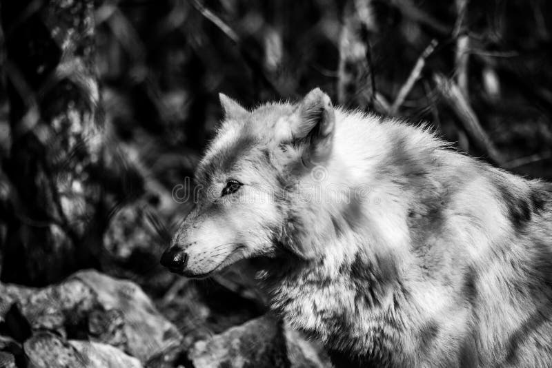 White Arctic Wolf in the Forest, Black and White Stock Photo Image of