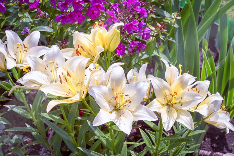 Несравненная белая лилия. Flower pictures, Flowers, Garden