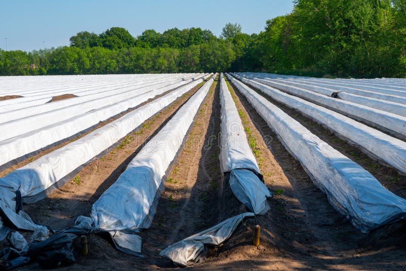 White Asparagus Field with Rows Covered with White Plastic Film Stock