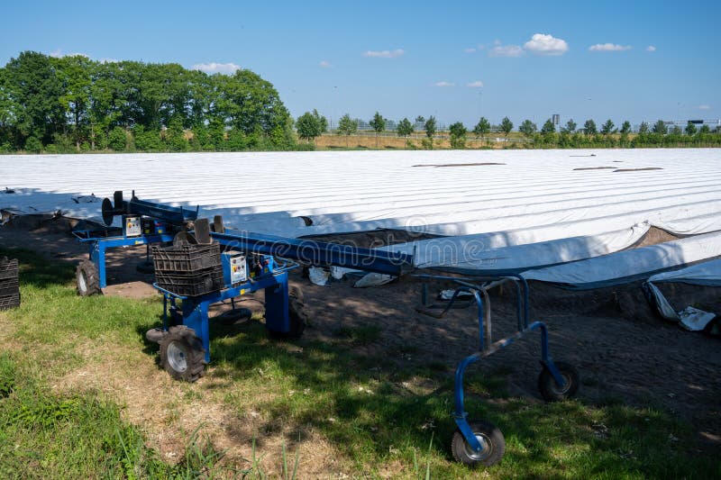 White Asparagus Field with Rows Covered with White Plastic Film Stock