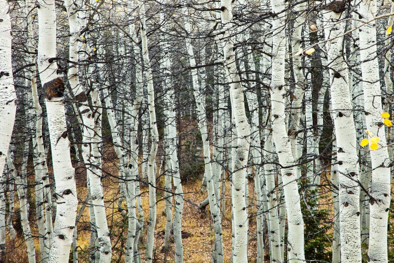 White Aspens and Branches