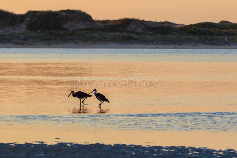 White Australian Ibis feeding. Sunrise, Australia.