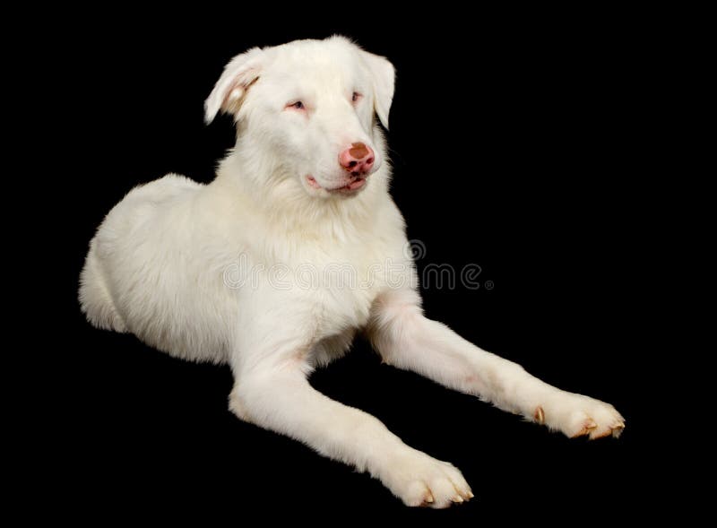 lethal white australian shepherd