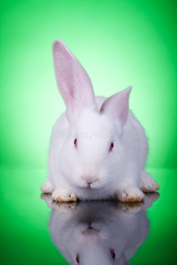 White baby bunny stock photo. Image of little, hair, breeding 21579142