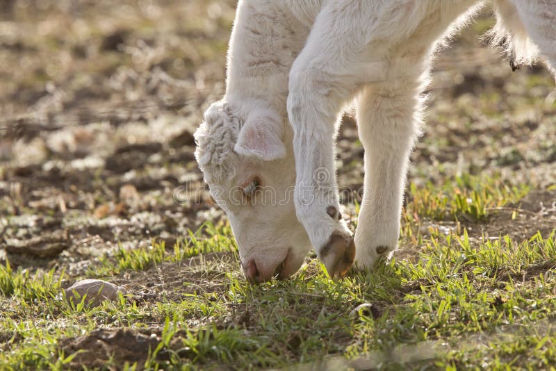 White Baby Cow Calf Eating Grass Stock Photo Image of domestic, dairy