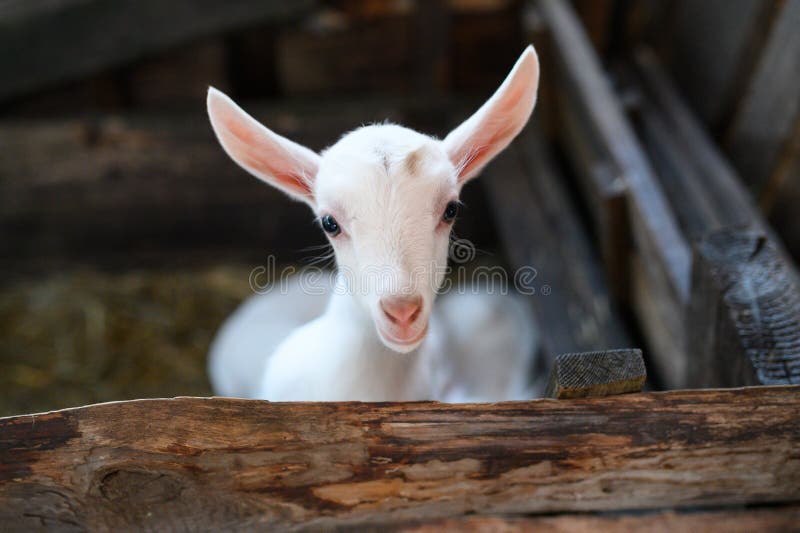 A White Baby Goat. Beautiful Cute Baby Goat Kid Stock Image Image of