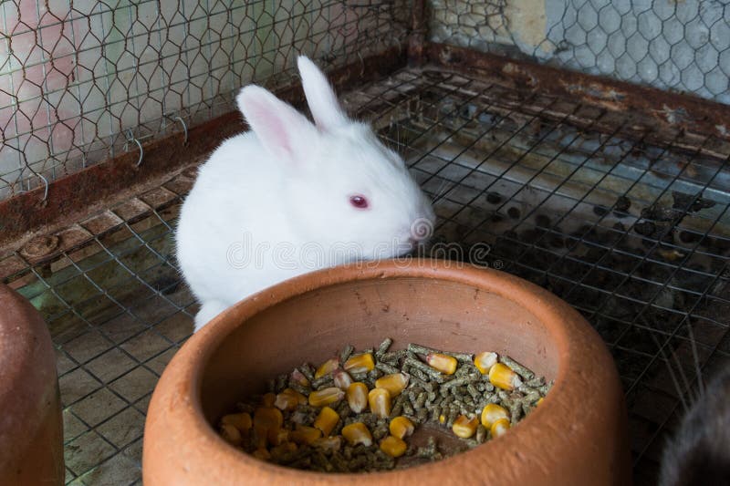 White Baby Rabbit in the Cage Stock Photo Image of outdoors, cute