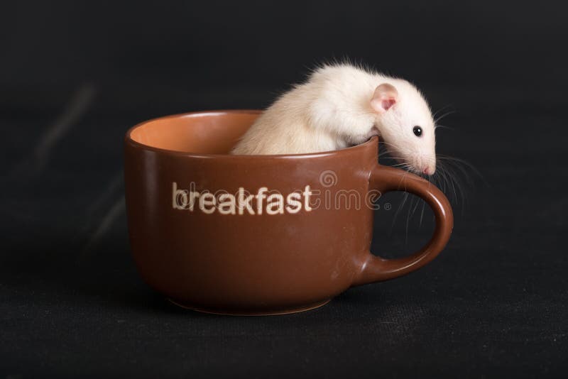 White baby rat in a cup stock image. Image of white 261104663