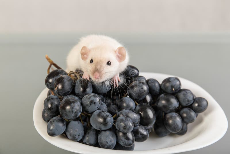 Rat Grapes Plate Stock Photos Free & RoyaltyFree Stock Photos from