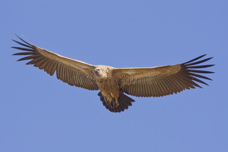 White Backed Vulture in flight, South Africa