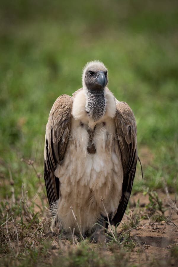 White-backed Vulture on Grass with Wings Folded Stock Photo - Image of ...