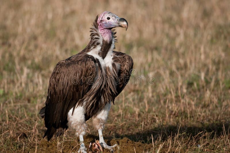 White Backed Vulture Kenya Africa Stock Image - Image of raptor, africa ...