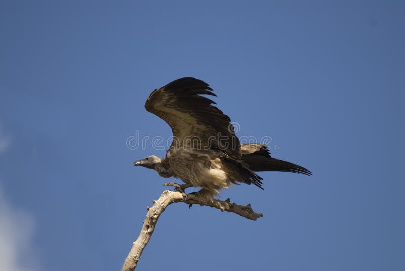 White-Backed Vulture ready for flight