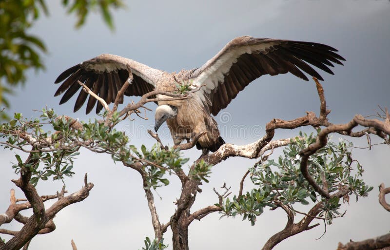 White backed vulture