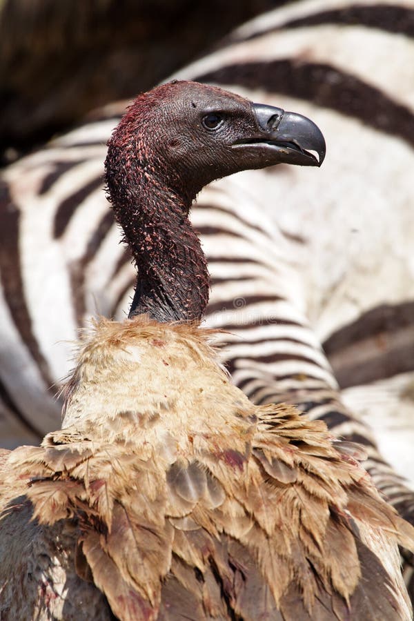 White-backed vulture by zebra carcase