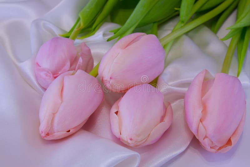 Top view of the five beautiful, spring, pink tulips. Spring flowers lie on a white silk fabric. stock images Top view of the five beautiful, spring, pink tulips. Spring flowers lie on a white silk fabric. stock images