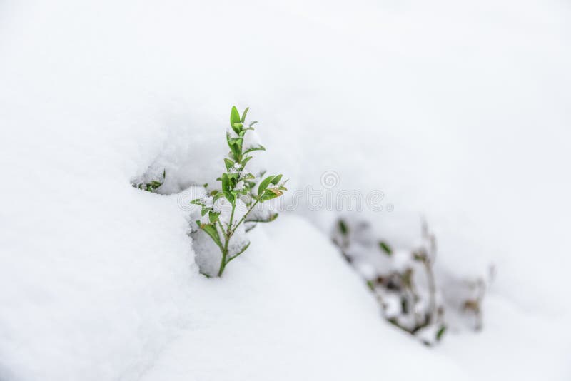 White background with boxwood under snow stock photo