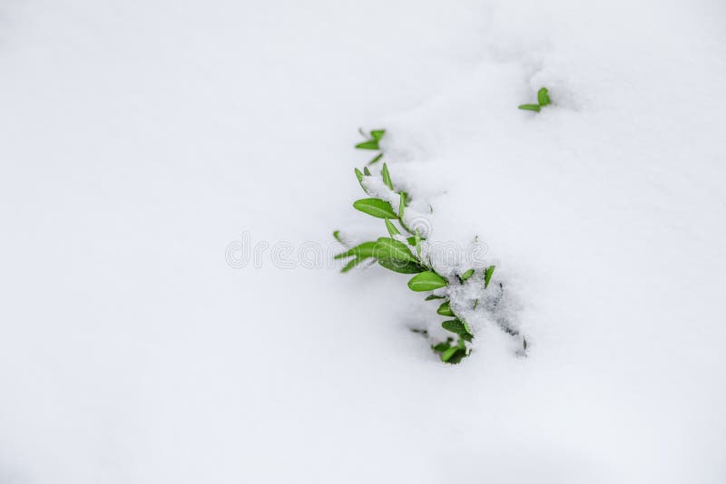 White background with boxwood under snow stock images