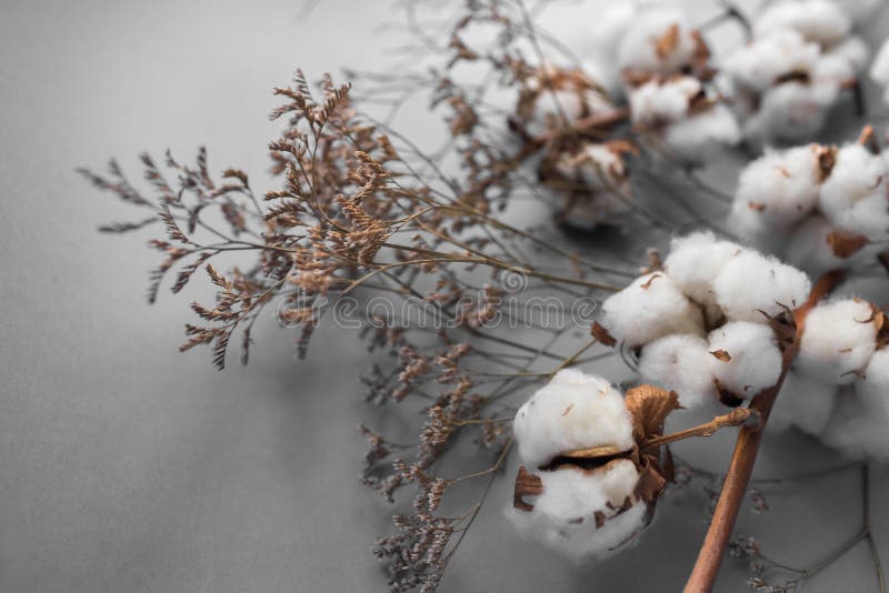Cotton Flower Background Images HD Pictures and Wallpaper For Free  Download  Pngtree