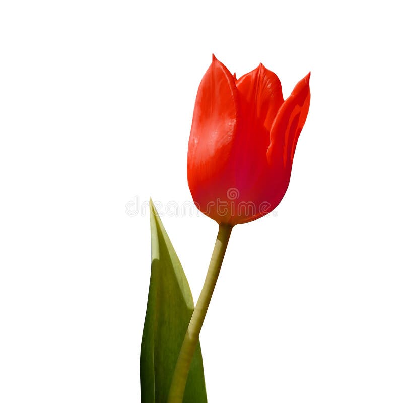 Hoa Tulip Đỏ: Loại bỏ nền trắng - Hãy xem hình ảnh tuyệt đẹp của hoa tulip đỏ trên nền trắng sạch sẽ và hoàn hảo nhờ công nghệ loại bỏ nền trắng chuyên nghiệp. Chúng tôi sẽ giúp bạn thưởng thức hình ảnh này một cách tuyệt vời nhất với độ tương phản cao nhất.