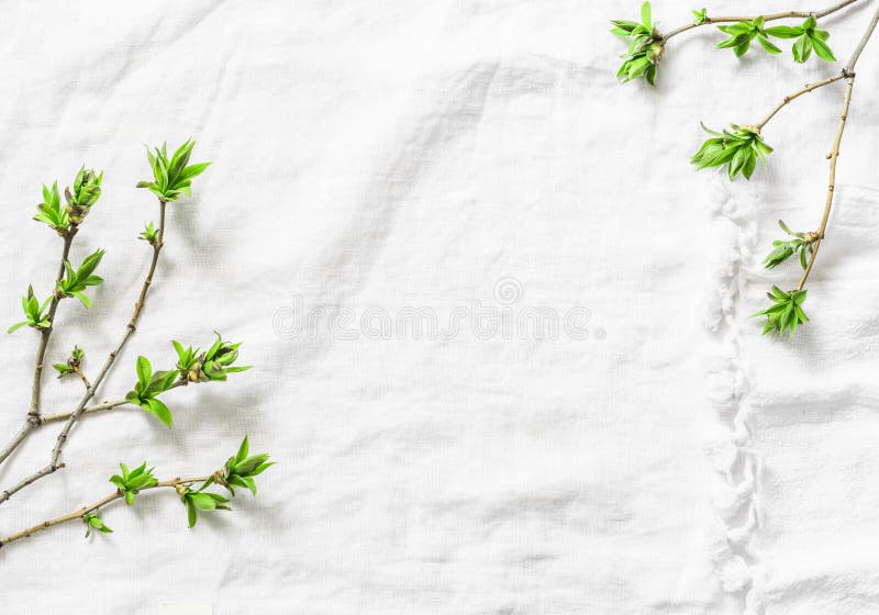 White background with fresh green leaves branches with copy space. Rustic spring frame background composition with free space for stock photos White background with fresh green leaves branches with copy space. Rustic spring frame background composition with free space for stock photos