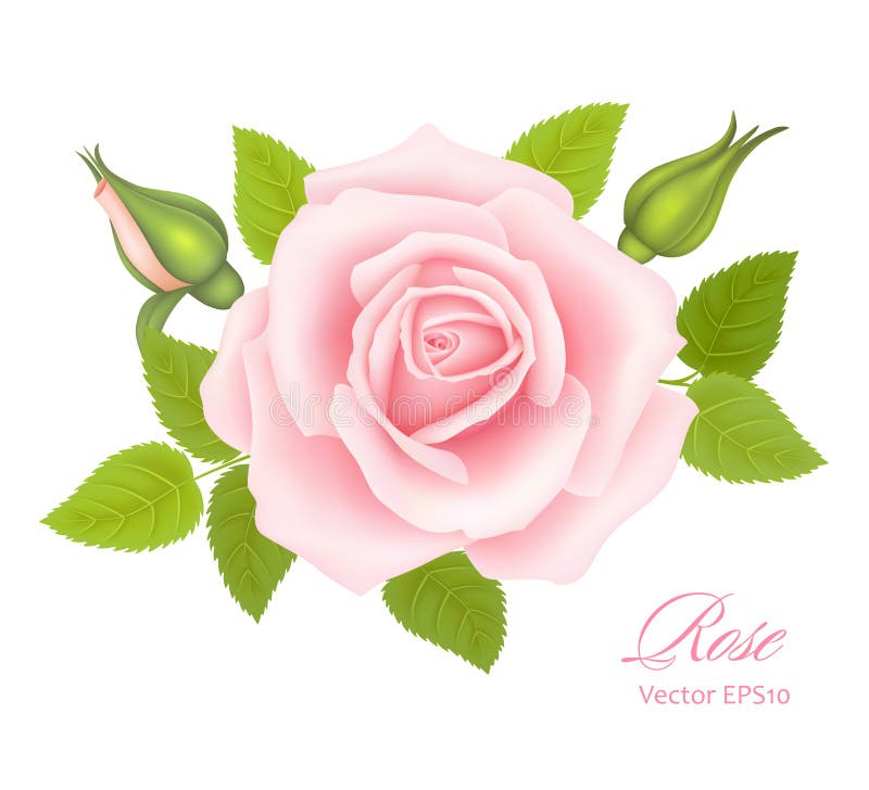 White Background with a Pink Rose Flower. Vector Illustration Stock ...