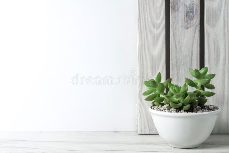 White background with a plant in a gray flowerpot