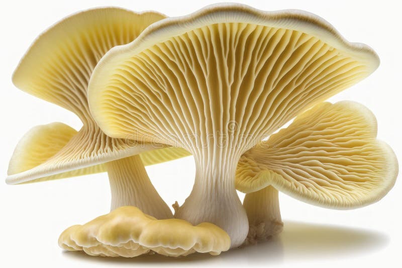 On a White Background, Pleurotus Eryngii Mushrooms Stock Illustration