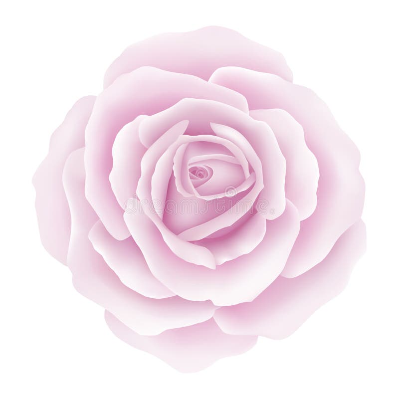 White Background with a Pink Rose Flower. Vector Stock Vector