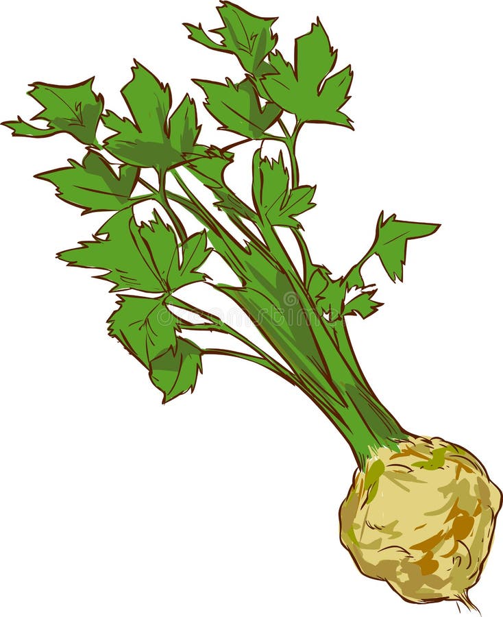 White background vector illustration of a healthy vegetable stock illustration White background vector illustration of a healthy vegetable stock illustration